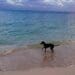 Hoteleros están a favor de las playas pet friendly, pero piden que haya un reglamento