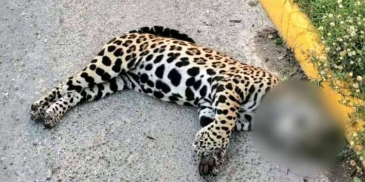Ineficiencias de la SICT causaron que jaguar fuera atropellado en Playa del Carmen: Gabriel Mendicuti