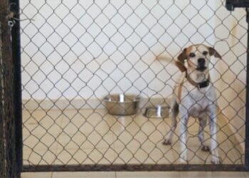 Renovación y atención histórica a refugio de animales en Solidaridad