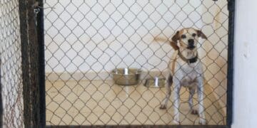Renovación y atención histórica a refugio de animales en Solidaridad