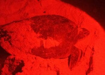 Se ha duplicado el número de tortugas que arriban a Playa del Carmen en esta temporada