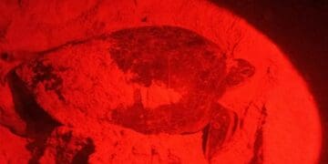 Se ha duplicado el número de tortugas que arriban a Playa del Carmen en esta temporada