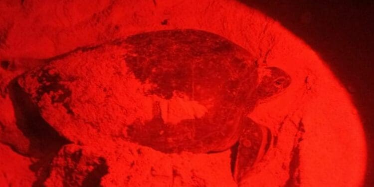 Se ha duplicado el número de tortugas que arriban a Playa del Carmen en esta temporada