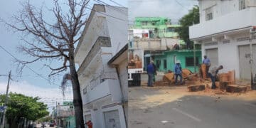Talan ceiba en Playa del Carmen, por poner en riesgo una vivienda