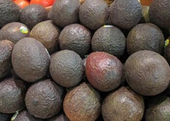 Aguacate Hass ya llegó a 130 pesos el kilo en Playa del Carmen