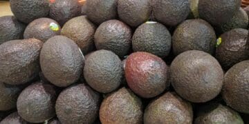 Aguacate Hass ya llegó a 130 pesos el kilo en Playa del Carmen