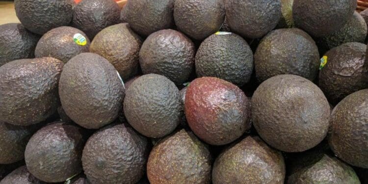 Aguacate Hass ya llegó a 130 pesos el kilo en Playa del Carmen
