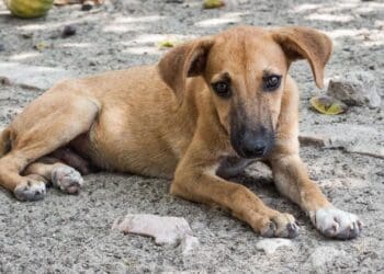 Denuncian vecinos de la Colosio de Playa del Carmen proliferación de heces fecales
