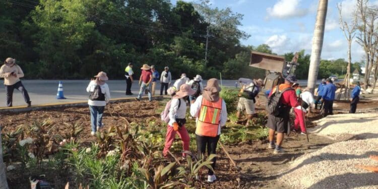 Gobierno municipal reforesta camellón de la carretera federal