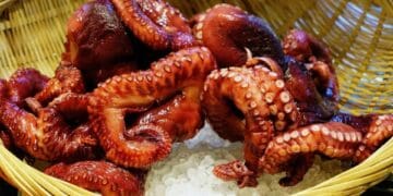 Pescadores de Playa del Carmen no cuentan con permisos para captura masiva de pulpo