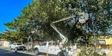 Realizan poda de árboles por temporada de lluvias