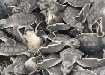 En Playa del Carmen han liberado más de 55 mil tortugas en esta temporada de anidación