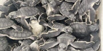 En Playa del Carmen han liberado más de 55 mil tortugas en esta temporada de anidación