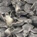 En Playa del Carmen han liberado más de 55 mil tortugas en esta temporada de anidación