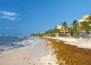 Hoteleros encabezan lucha para mitigar grave problema del sargazo en el Caribe Mexicano