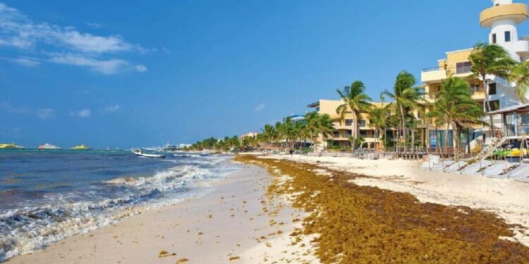 Hoteleros encabezan lucha para mitigar grave problema del sargazo en el Caribe Mexicano