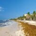 Hoteleros encabezan lucha para mitigar grave problema del sargazo en el Caribe Mexicano
