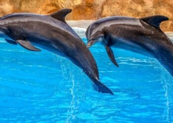 Proponen activistas que delfinarios se vuelvan corrales en el mar y así no tengan que cerrar