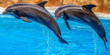 Proponen activistas que delfinarios se vuelvan corrales en el mar y así no tengan que cerrar