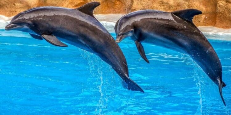 Proponen activistas que delfinarios se vuelvan corrales en el mar y así no tengan que cerrar