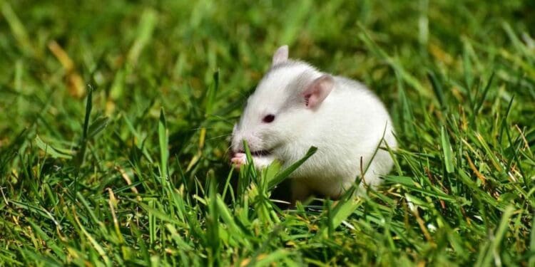 ¡Adopta una ratita! Abandonan en Playa del Carmen a ratas blancas de laboratorio y ahora buscan hogar