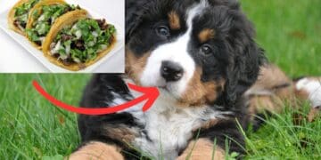 ¿Tacos de lomito? Encuentran dos cabezas de perro y una de borrego en basura de puestos de barbacoa en Playa del Carmen