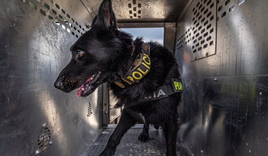 Binomios caninos refuerzan la seguridad en Solidaridad