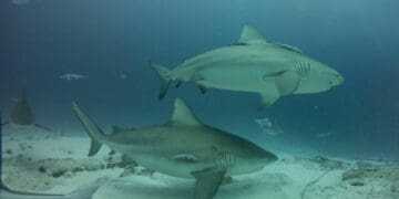 A punto de iniciar, temporada de tiburón toro en Playa del Carmen; es inofensivo pero recomiendan no acercarse