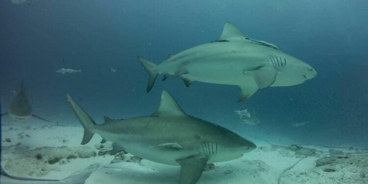 A punto de iniciar, temporada de tiburón toro en Playa del Carmen; es inofensivo pero recomiendan no acercarse