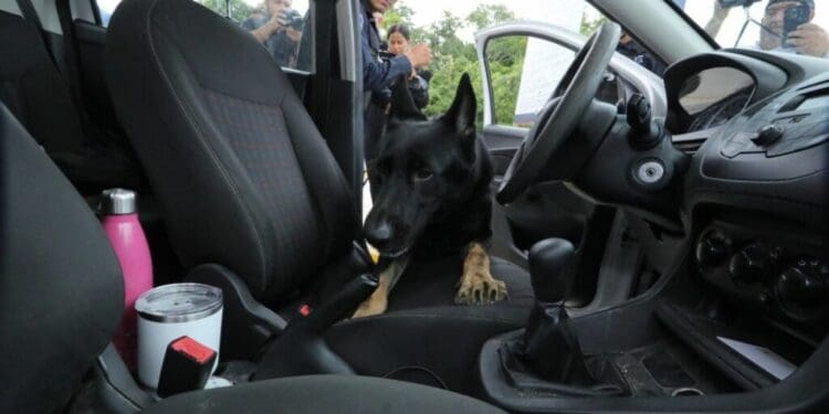 Con filtro de seguridad de El Tintal, Playa del Carmen quedará blindada: Lili Campos