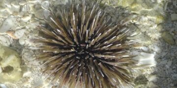 Guardavidas de Playa del Carmen recomiendan tener cuidado con especies como medusas o erizos