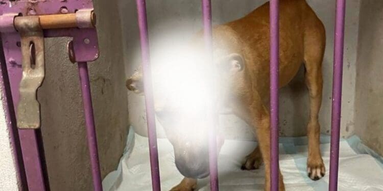 Nuevo caso de maltrato animal en Playa del Carmen; un perrito fue quemado con aceite