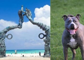 Pitbull ataca a una persona en el parque Fundadores de Playa del Carmen y le causa varias lesiones