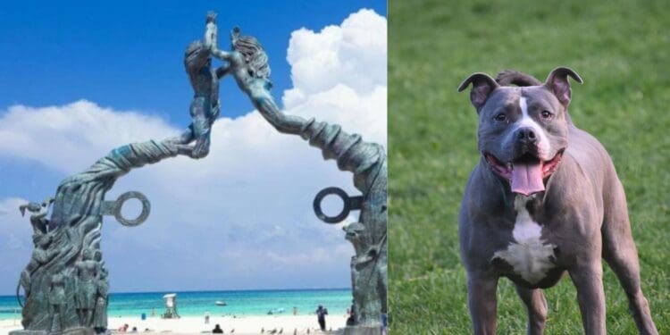 Pitbull ataca a una persona en el parque Fundadores de Playa del Carmen y le causa varias lesiones