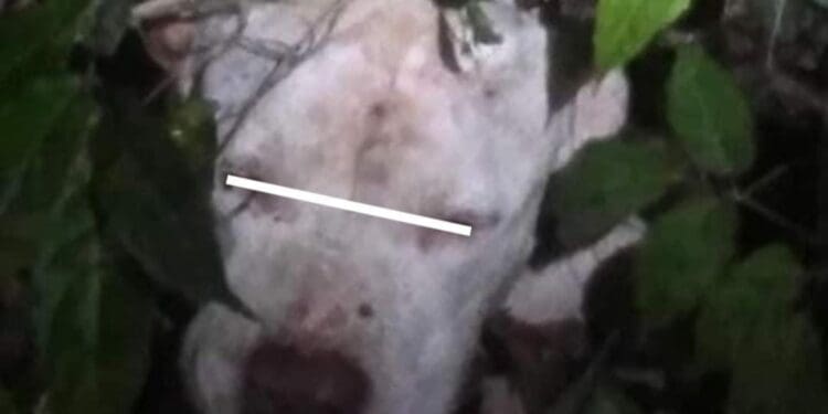 Se hará justicia; confirman autoridades denuncia contra sujeto que macheteó a perrito en Playa del Carmen