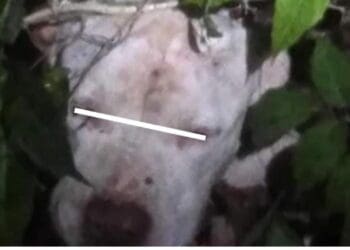 Se recupera perrito macheteado en colonia Cristo Rey de Playa del Carmen