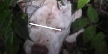 Se recupera perrito macheteado en colonia Cristo Rey de Playa del Carmen