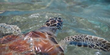 Continúa el arribo de tortugas en Playa del Carmen pese a que la temporada ya concluyó