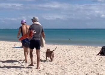 Alistan reglamento de la costa 72 de Playa del Carmen; pronto podría ser pet friendly