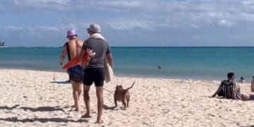 Alistan reglamento de la costa 72 de Playa del Carmen; pronto podría ser pet friendly