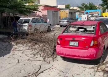Árbol podrido cae encima de un auto particular y un taxi en Playa del Carmen