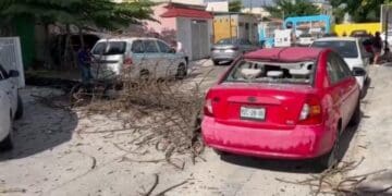 Árbol podrido cae encima de un auto particular y un taxi en Playa del Carmen