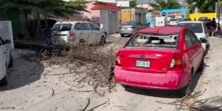 Árbol podrido cae encima de un auto particular y un taxi en Playa del Carmen