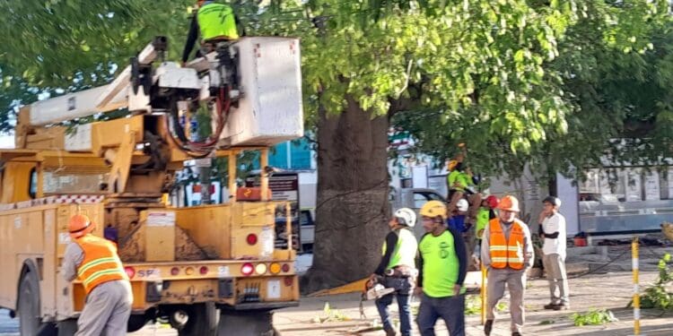 Dan mantenimiento a la ceiba de la avenida 30 de Playa del Carmen tras 10 años de no hacerlo