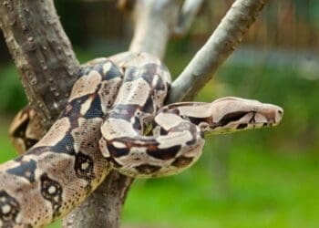 Luego de las lluvias, se han rescatado dos boas en zonas habitacionales de Playa del Carmen
