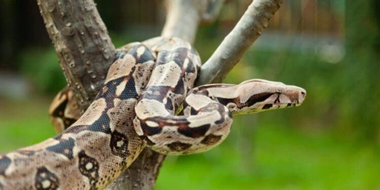 Luego de las lluvias, se han rescatado dos boas en zonas habitacionales de Playa del Carmen