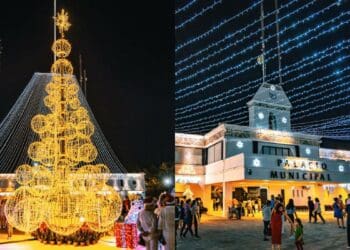 Solidaridad brilla con el tradicional encendido del árbol navideño