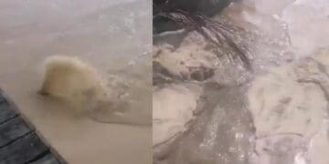 Denuncian rebose de aguas negras en las calles 4 y 6 de Playa del Carmen