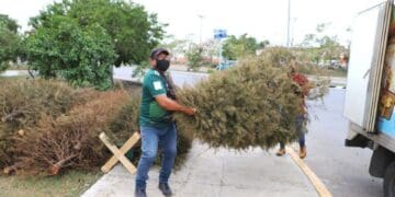 Invitan a participar en la campaña “Triturado de Árboles Navideños”