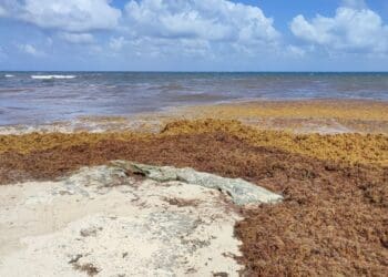 Pronostican que arribo de sargazo a costas de Playa del Carmen en 2024 sería similar al del 2023